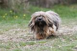 LHASSA APSO 089